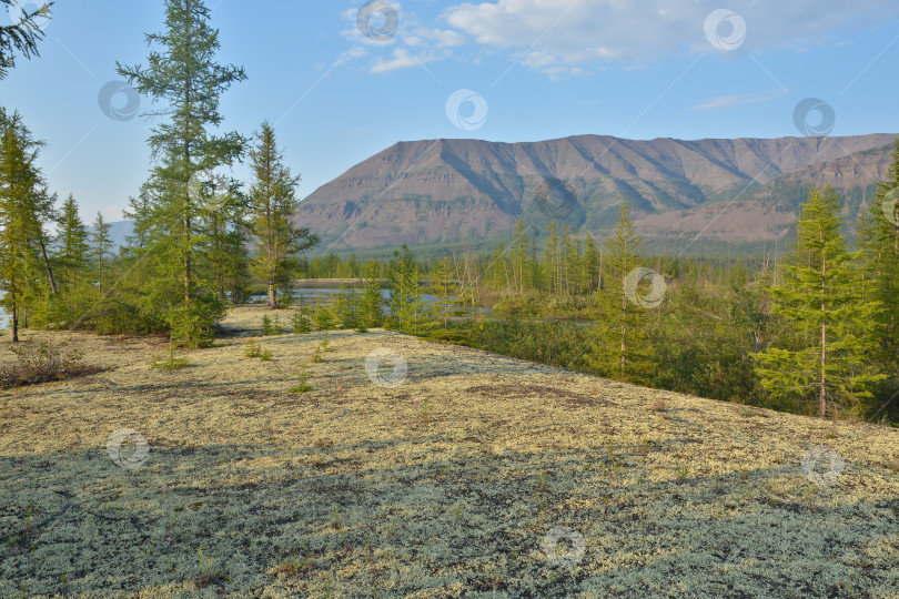 Скачать Олений мох, лиственницы и горы плато Путорана. фотосток Ozero