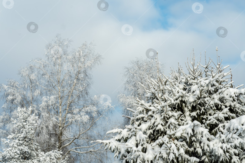 Скачать Два дерева, покрытые снегом, одно - береза, а другое - сосна. фотосток Ozero