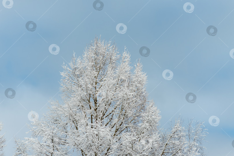 Скачать Дерево, покрытое снегом, на фоне голубого неба фотосток Ozero