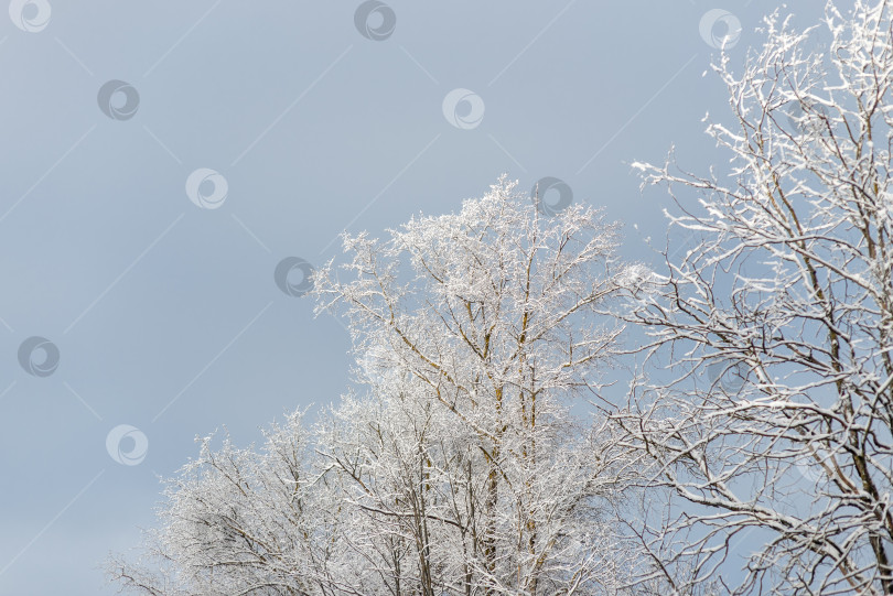 Скачать Дерево, покрытое снегом, на фоне голубого неба фотосток Ozero