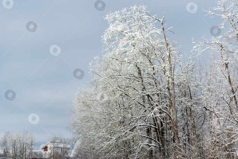 Скачать Дерево, покрытое снегом, на фоне голубого неба фотосток Ozero