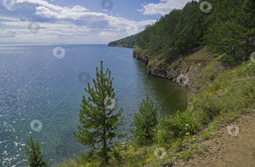 Скачать Маленькие сосны на крутом берегу озера Байкал. фотосток Ozero