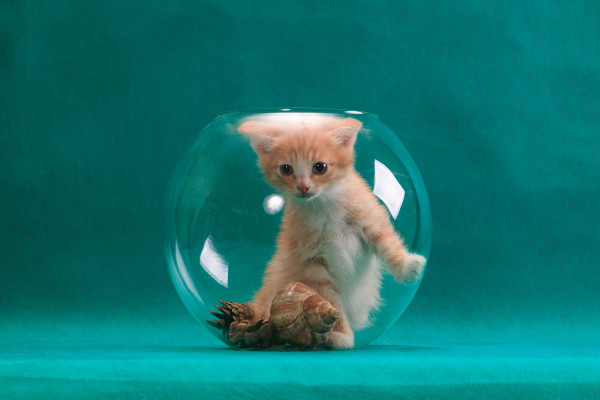 [object Object] undefined