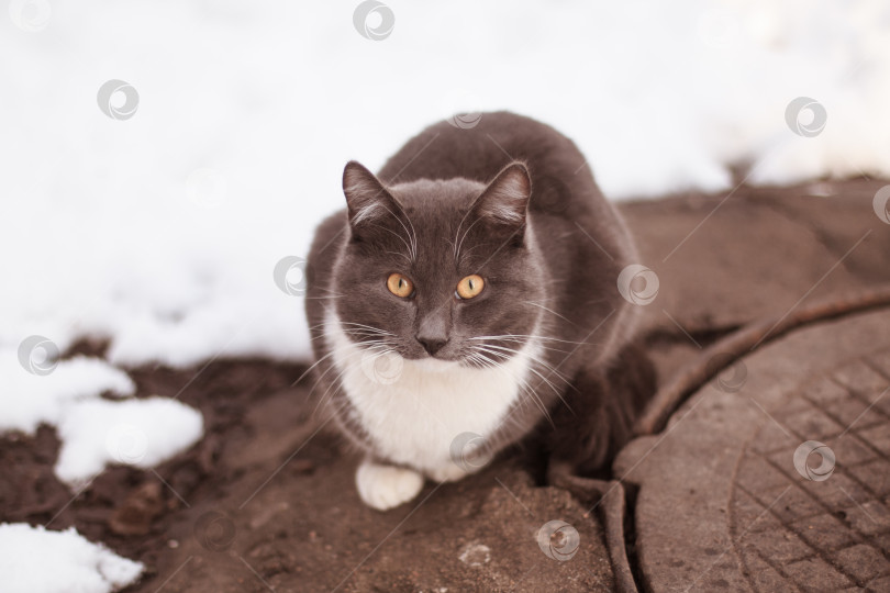 Скачать Бездомная кошка, сидящая зимой возле канализационного люка фотосток Ozero