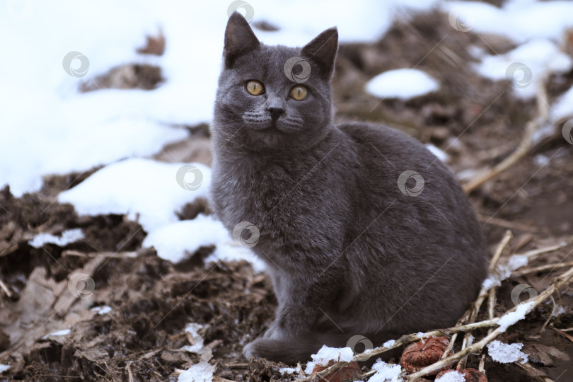 Скачать Бездомная кошка, сидящая зимой возле снега фотосток Ozero