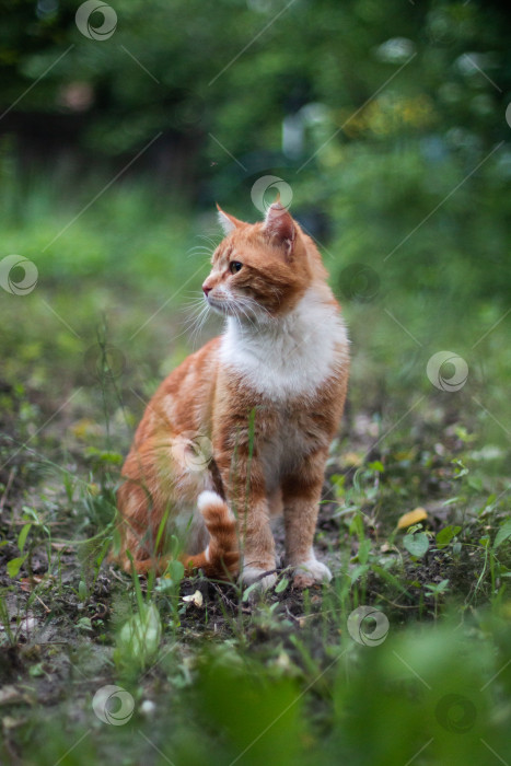 Скачать Рыжий кот сидит, повернув голову, на улице лето. фотосток Ozero