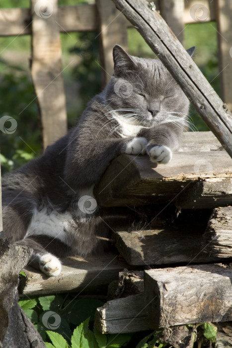 Скачать Кошка, лежащая летом на лугу фотосток Ozero