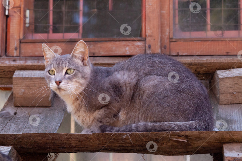 Скачать Красивая кошка в серую полоску сидит на деревянной доске фотосток Ozero