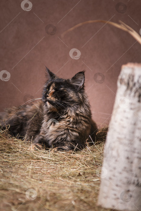 Скачать Коричневая кошка породы мейн-кун в сельской местности фотосток Ozero