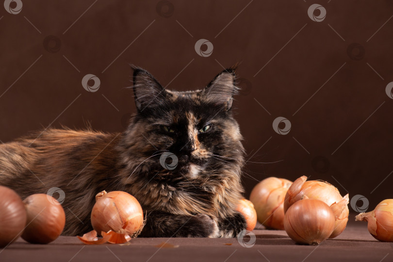 Скачать Мейнкун щурится среди лука на коричневом фоне фотосток Ozero