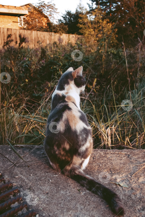 Скачать "Кошка, наблюдающая за садом с каменной стены на закате" фотосток Ozero