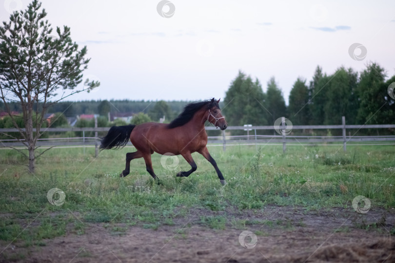 Скачать Скачущая галопом кобыла на открытом воздухе фотосток Ozero