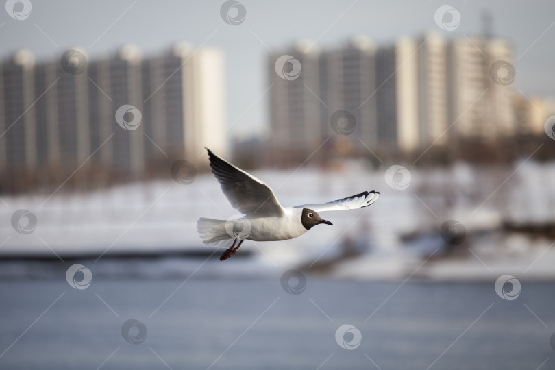 Скачать Черноголовая чайка летит над городской рекой фотосток Ozero