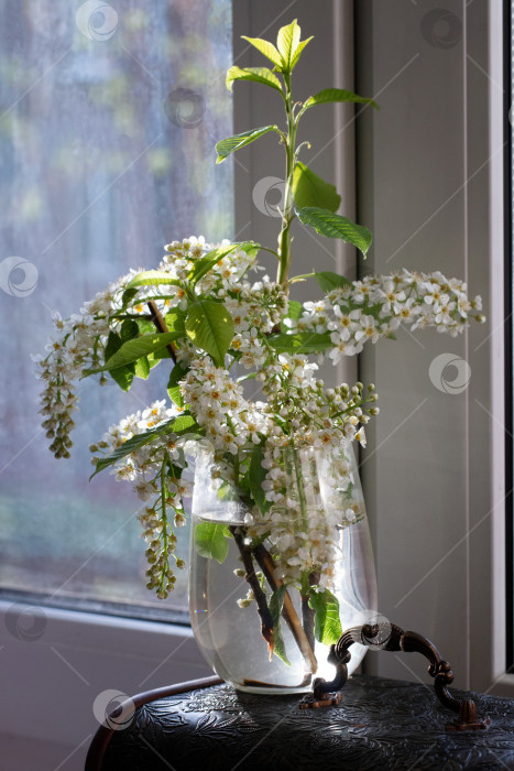 Скачать Ветка с цветами Prunus padus на подоконнике в прозрачном сосуде фотосток Ozero