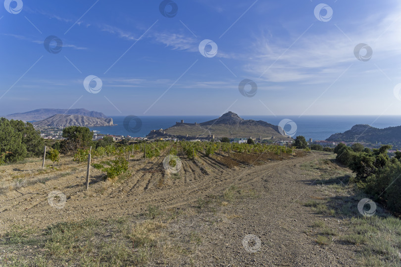 Скачать Виноградники у моря. Крым. фотосток Ozero