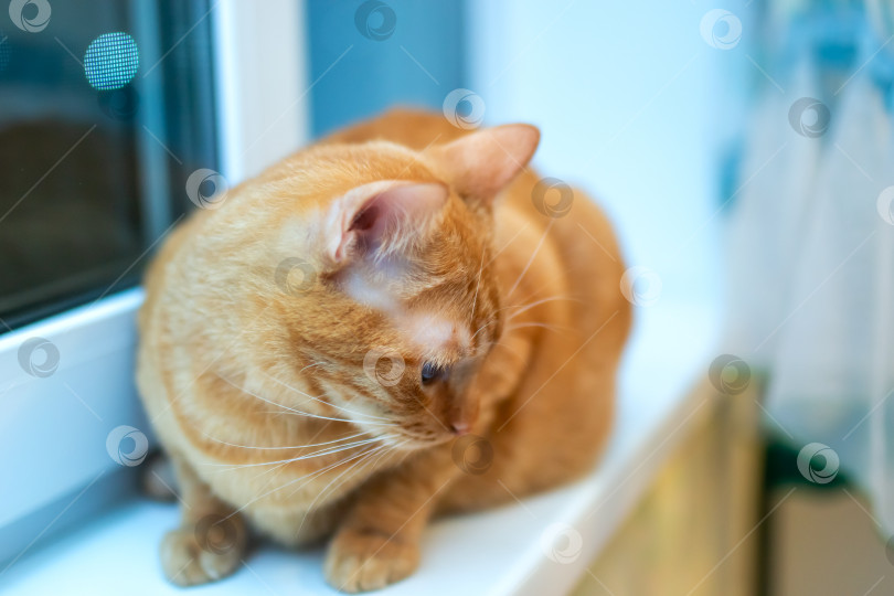 Скачать Рыжий кот удобно устроился на подоконнике и смотрит вверх фотосток Ozero