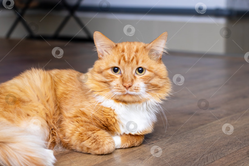 Скачать Оранжево-белый кот на деревянном полу, с которого капает молоко. фотосток Ozero