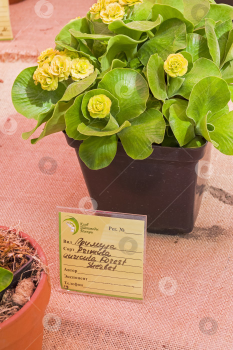 Скачать Примула сортовая auricula Лесной щербет. фотосток Ozero