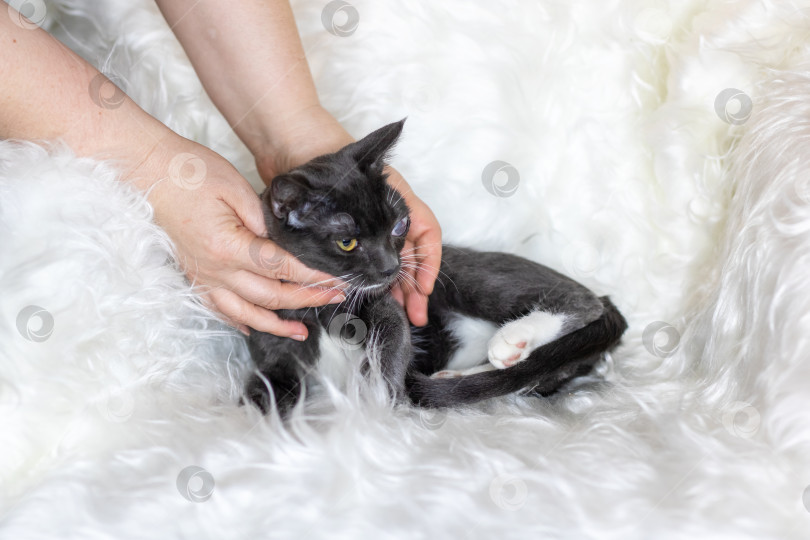 Скачать Человек гладит черно-белую кошку на белом одеяле фотосток Ozero
