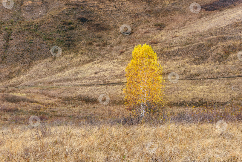 Скачать Желтая береза на склоне холма фотосток Ozero