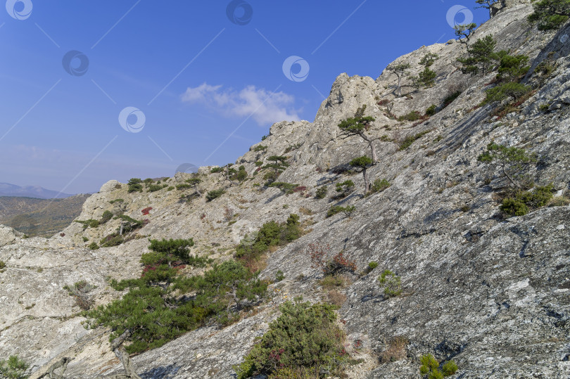 Скачать Реликтовые сосны на крутом склоне горы. фотосток Ozero