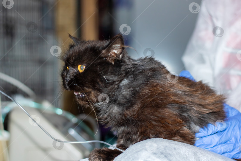 Скачать Человек в синих перчатках держит на руках черную кошку с оранжевыми глазами фотосток Ozero