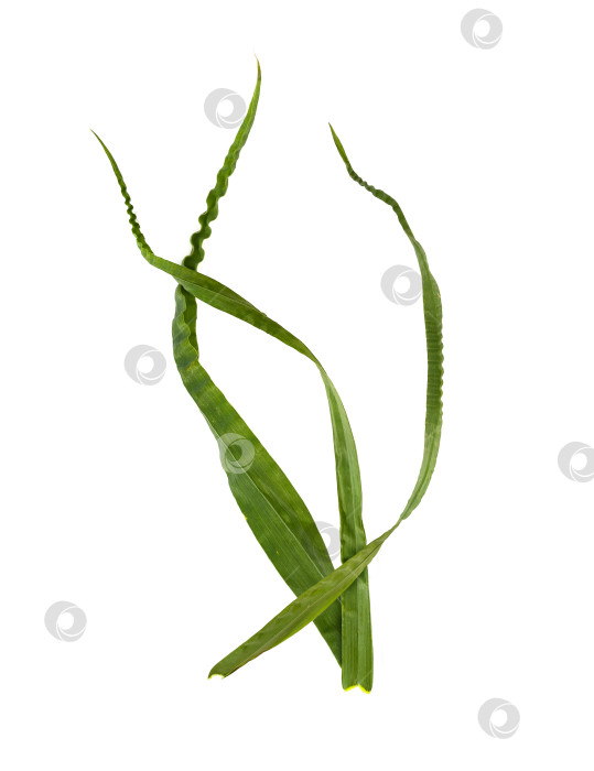 Скачать Кошачья трава (Dactylis glomerata), выделенная на белом фоне фотосток Ozero
