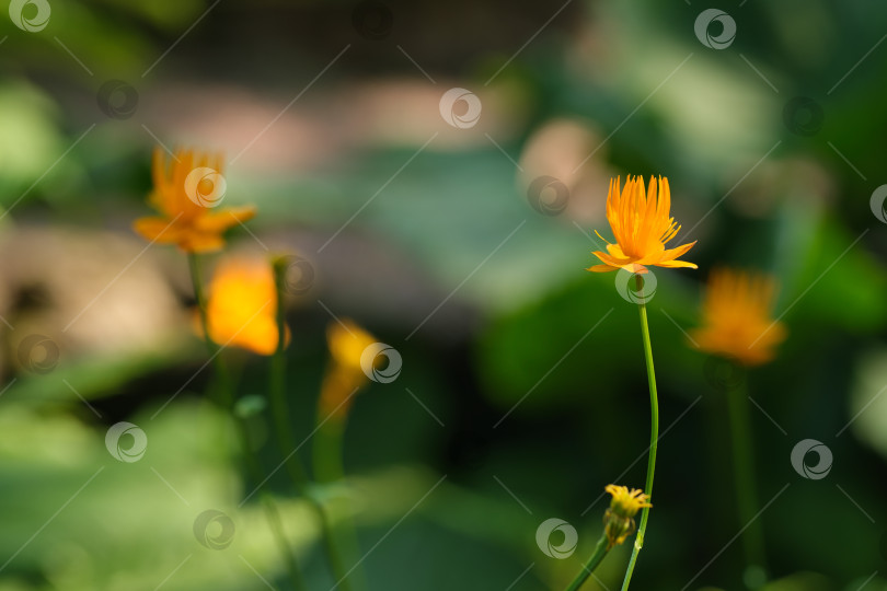 Скачать Trollius chinensis (Китайский шаровидный цветок). Естественный изолированный фон в ботаническом саду фотосток Ozero