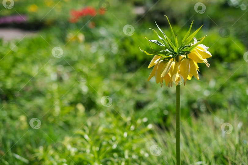 Скачать Цветущая Fritillaria imperialis Lutea. Естественный изолированный фон в ботаническом саду фотосток Ozero