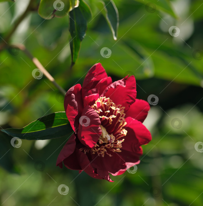 Скачать Пион (Paeonia nippon beauty). Естественный изолированный фон в ботаническом саду фотосток Ozero