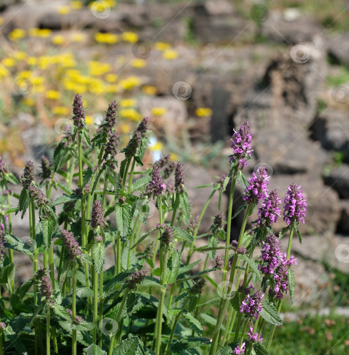 Скачать Цветущая Betonica officinalis (пурпурный бетоний). Изолированный макет природного фона фотосток Ozero