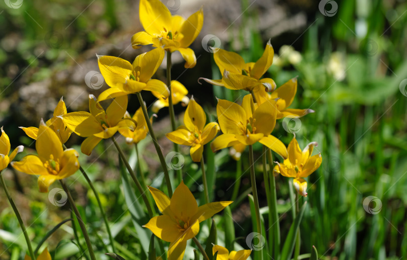 Скачать Цветущие желтые тюльпаны (Tulipa biebersteiniana). Естественный изолированный фон в ботаническом саду фотосток Ozero