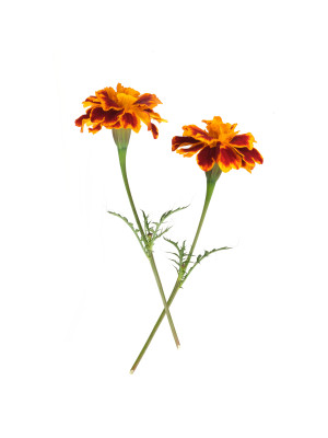 [object Object] undefined
