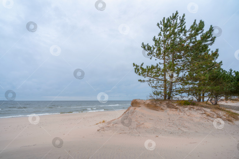 Скачать лес на побережье Балтийского моря в пасмурный осенний день фотосток Ozero