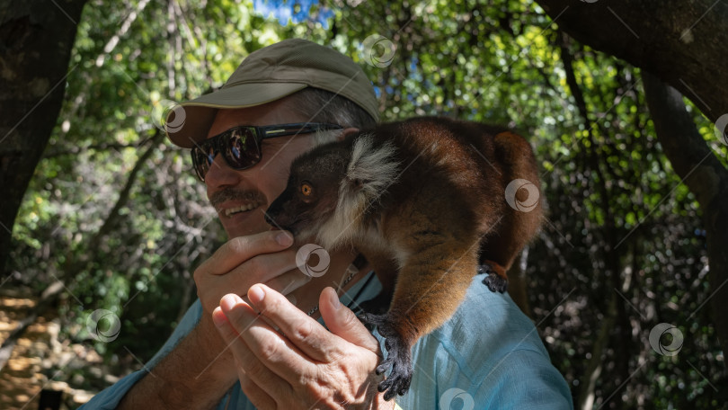 Скачать Симпатичная самка лемура Eulemur macaco сидит на плече у мужчины и ест у него из рук. фотосток Ozero