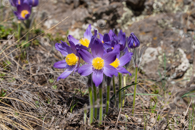 Скачать Весенний букет сон-травы, Springtime bouquet фотосток Ozero