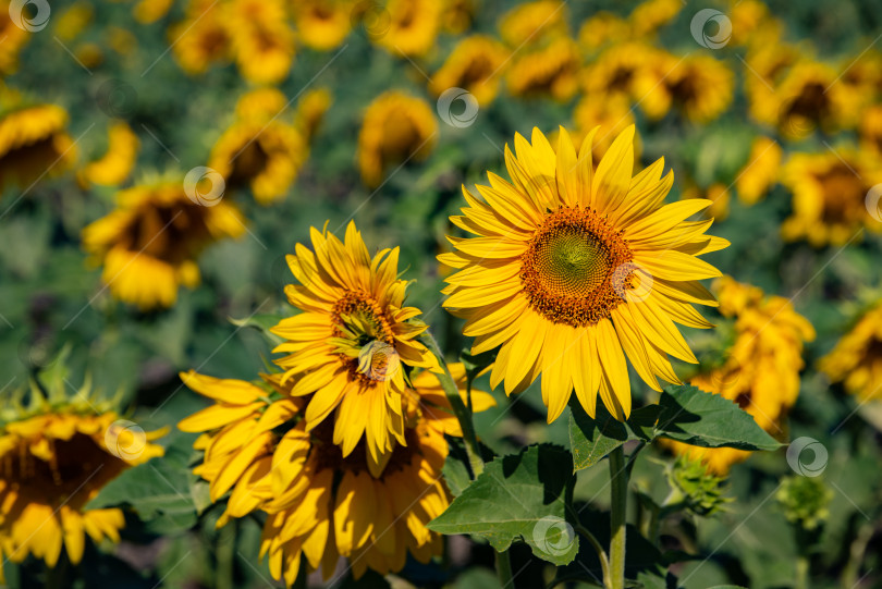 Скачать Поле с подсолнухами, Sunflower field фотосток Ozero