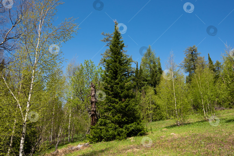 Скачать Весна в горах, Весеннее время в горах фотосток Ozero