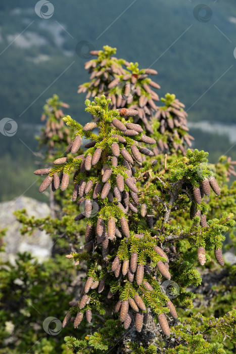 Скачать Шишки на деревьях фотосток Ozero