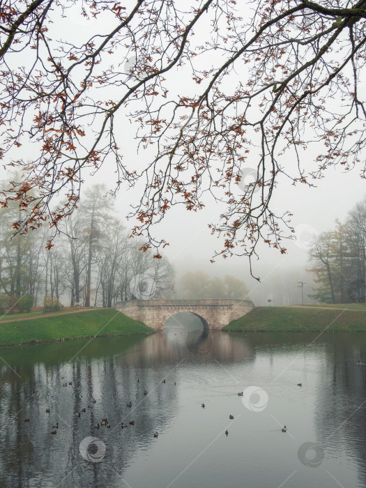 Скачать Туманное осеннее утро в парке. Вид сверху. фотосток Ozero