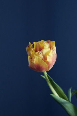 [object Object] undefined