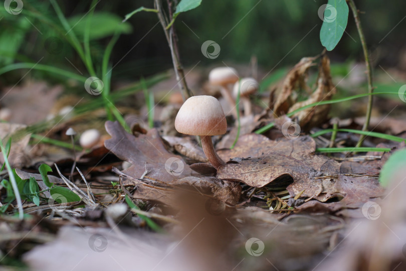 Скачать несъедобные грибы и сухие листья фотосток Ozero