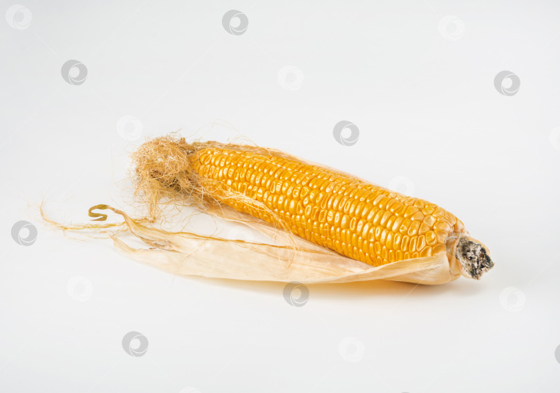 Скачать Один початок спелой, перезрелой кукурузы с сухим листом на белом изолированном фоне фотосток Ozero