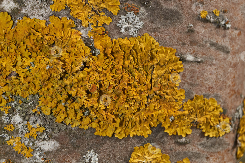 Скачать Ксантория настенная (лат. Xanthoria parietina) - лишайник семейства телохистовые, вид рода Ксантория. фотосток Ozero