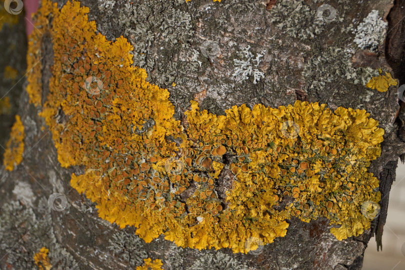 Скачать Ксантория настенная (лат. Xanthoria parietina) - лишайник семейства телохистовые, вид рода Ксантория. фотосток Ozero