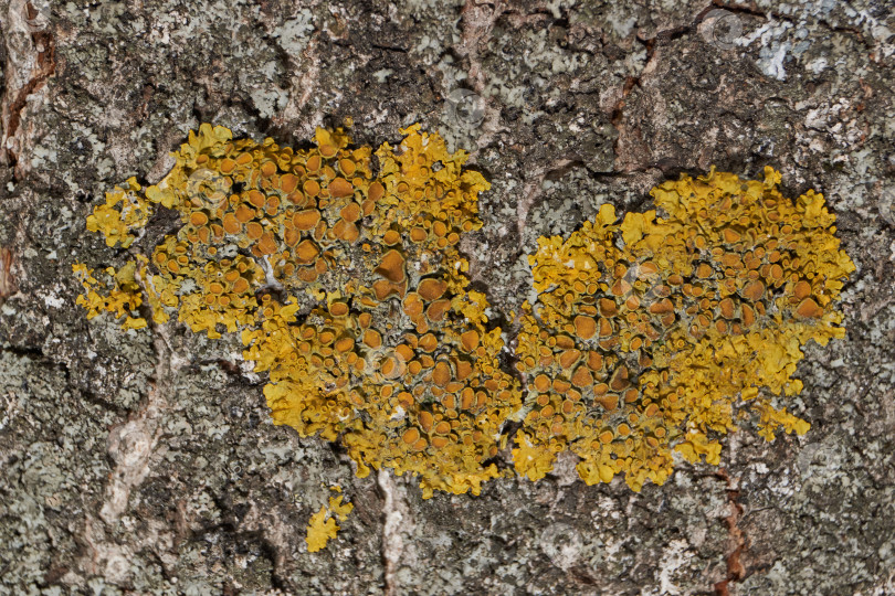 Скачать Ксантория настенная (лат. Xanthoria parietina) - лишайник семейства телохистовые, вид рода Ксантория. фотосток Ozero