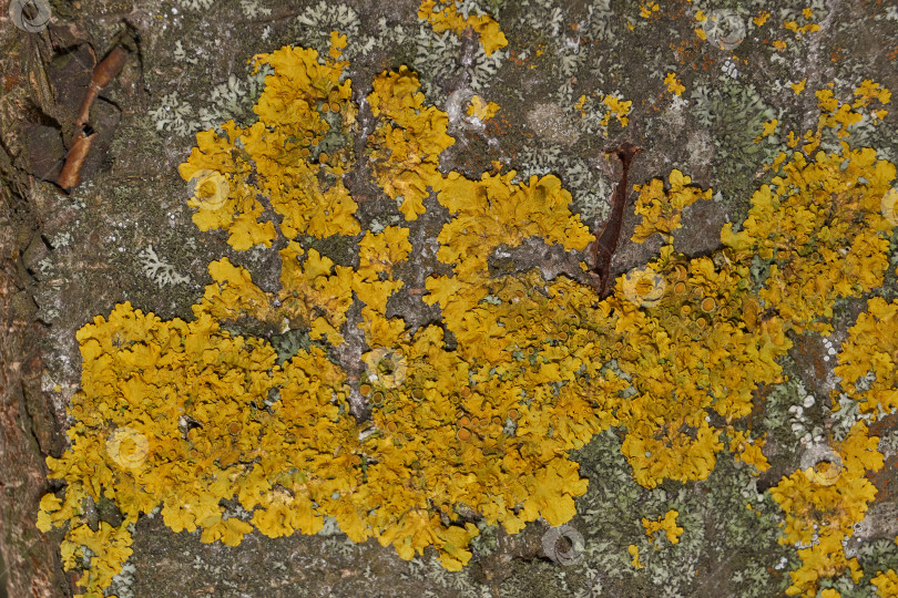 Скачать Ксантория настенная (лат. Xanthoria parietina) - лишайник семейства телохистовые, вид рода Ксантория. фотосток Ozero