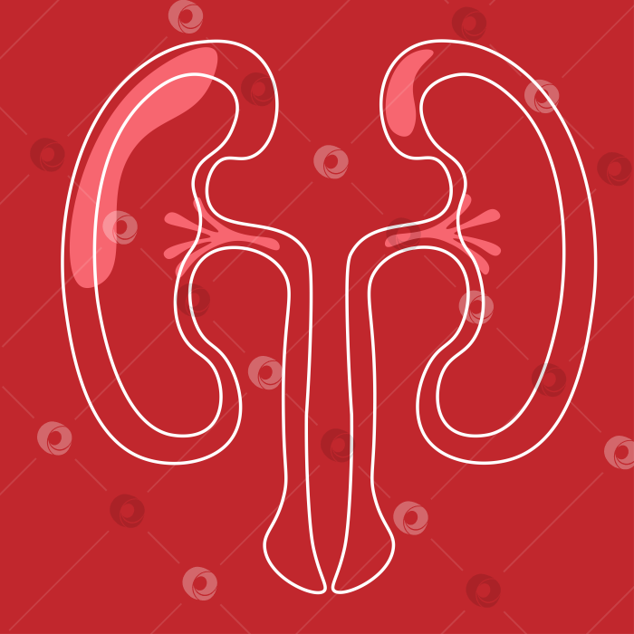 Скачать На красном фоне изображен белый контур здоровых почек. Концепция Всемирного дня почек фотосток Ozero