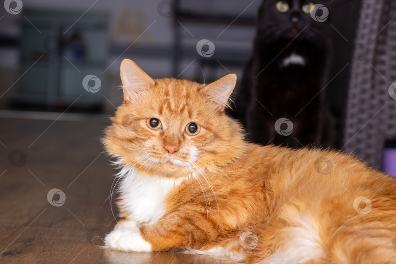Скачать Оранжево-белый кот на деревянном полу, с которого капает молоко. фотосток Ozero