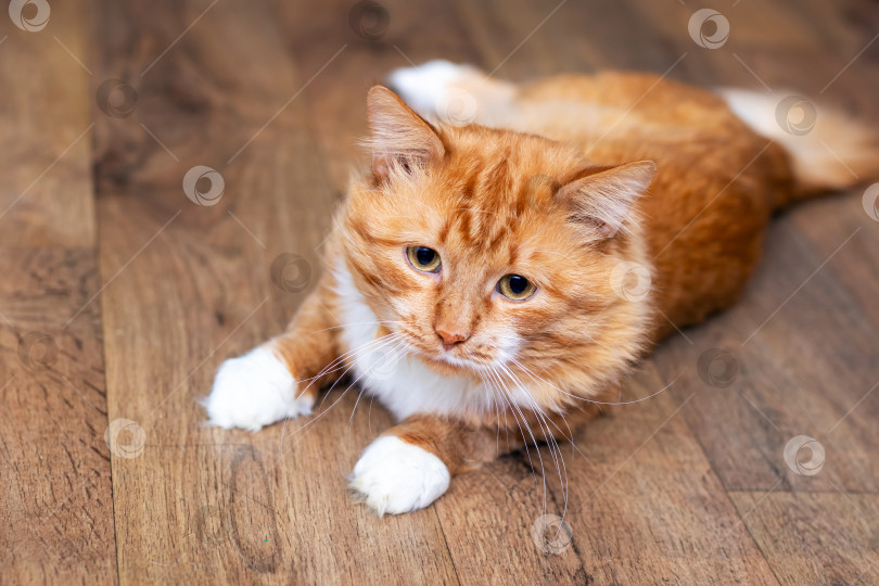 Скачать Оранжево-белый кот на деревянном полу, с которого капает молоко. фотосток Ozero